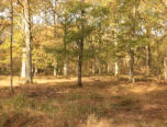 Bois près du Moulinet sur Solin